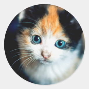 Tortoiseshell kitten classic round sticker
