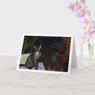 Tortoiseshell Kitten on Table Card