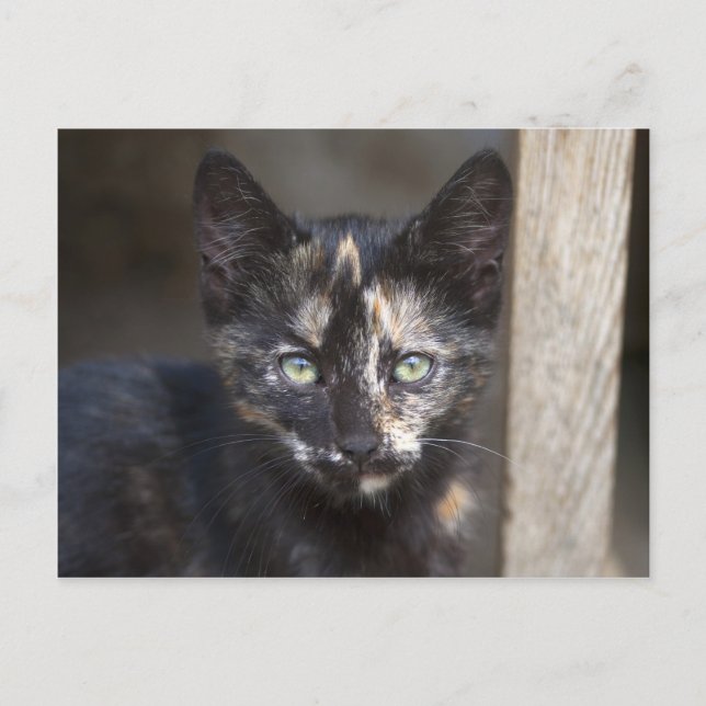 Tortoiseshell Kitten Postcard (Front)