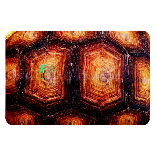Tortoiseshell Magnet (Horizontal)