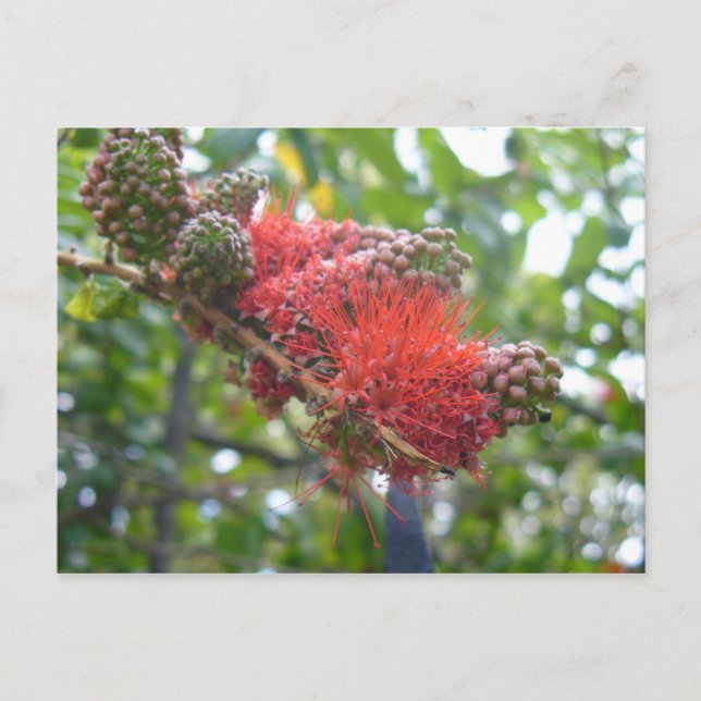 Tortola Flowers Postcard (Front)