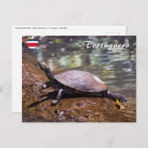 Tortuguero - Yellow-bellied slider Turtle