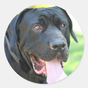 Tosa Inu Dog Classic Round Sticker