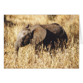 Toto Tembo (Baby Elephant)