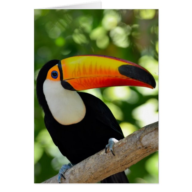 Toucan (Front)