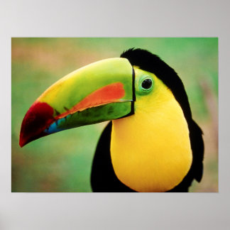 Toucan Bird Wild Nature Colourful Photography Poster
