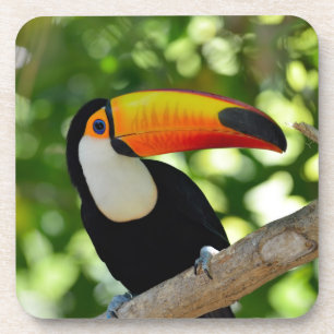 Toucan Coaster