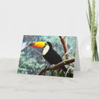 Toucan