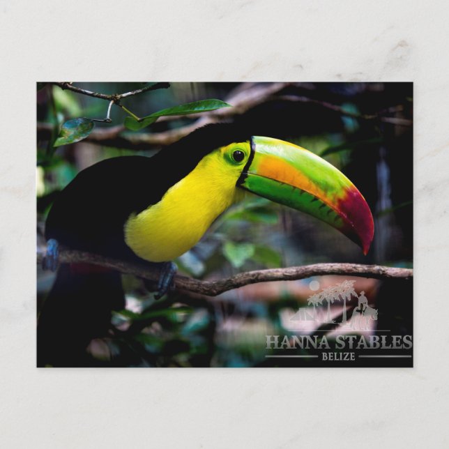 Toucan in Belise Postcard (Front)