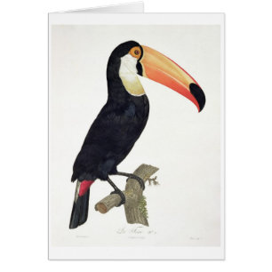 Toucan No.2, from 'History of the Birds of Paradis