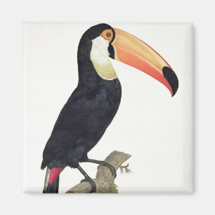Toucan No.2, from 'History of the Birds of Paradis Magnet