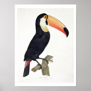Toucan No.2, from 'History of the Birds of Paradis Poster