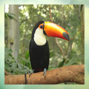Toucan on tree branch