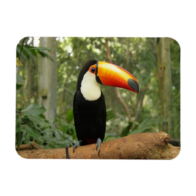 Toucan on tree branch magnet (Horizontal)