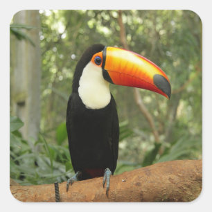 Toucan on tree branch square sticker