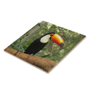Toucan on tree branch tile