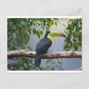 Toucan Photo Postcard