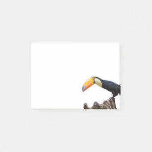 Toucan Post-it Notes