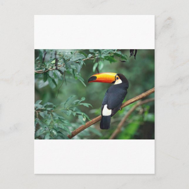 Toucan Postcard (Front)
