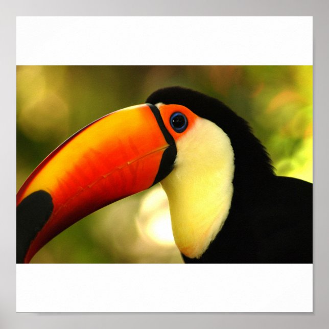 toucan poster (Front)