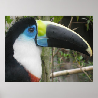 Toucan Poster
