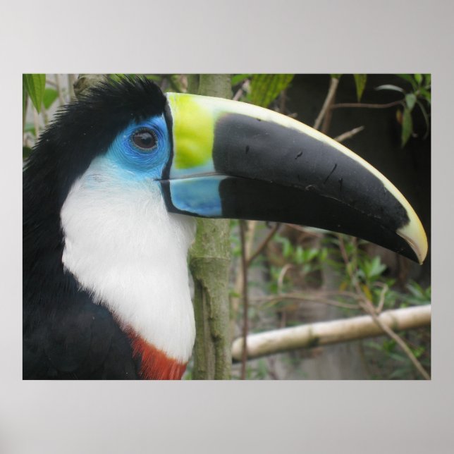 Toucan Poster (Front)