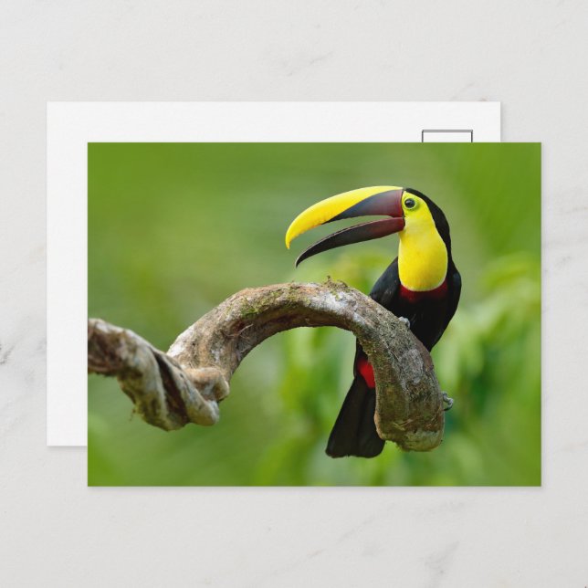 Toucan sitting on the branch in the forest postcard (Front/Back)