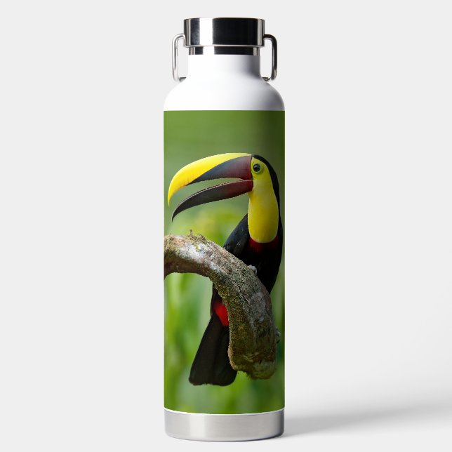 Toucan sitting on the branch in the forest water bottle (Front)