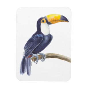 Toucan, tropical bird magnet