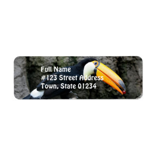 Toucan with Berry