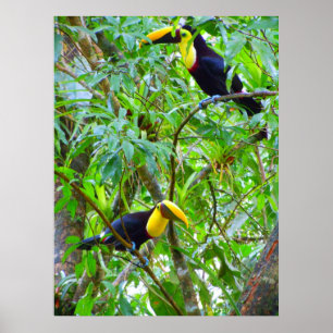 Toucans Poster