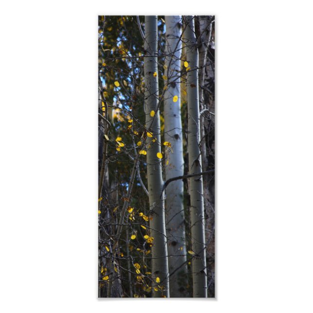 touch of gold photo print (Front)