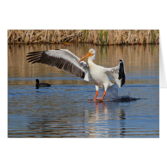 Touchdown (Front Horizontal)