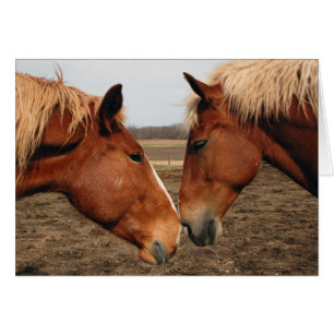 Touching noses