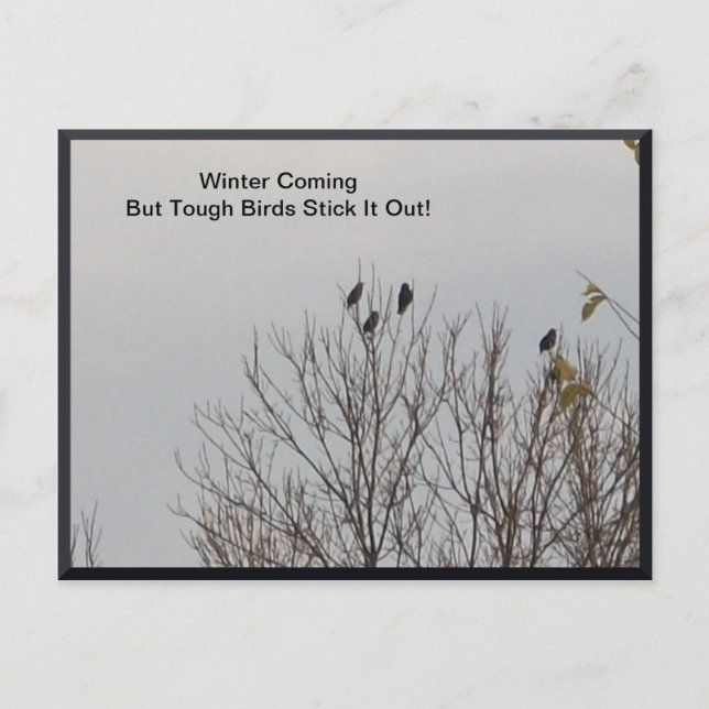 Tough Birds Stick It Out Postcard (Front)