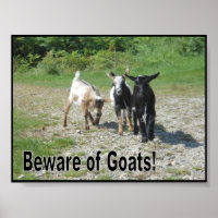 Tough Nigerian Dwarf Goats