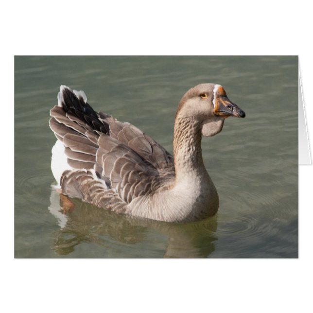Toulouse Goose (Front Horizontal)