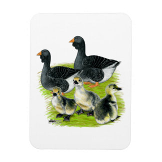 Toulouse Goose Family Magnet