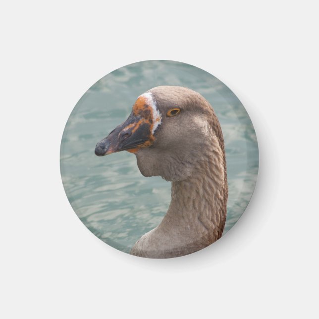 Toulouse Goose Magnet (Front)