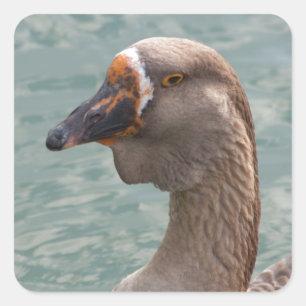 Toulouse Goose Square Sticker