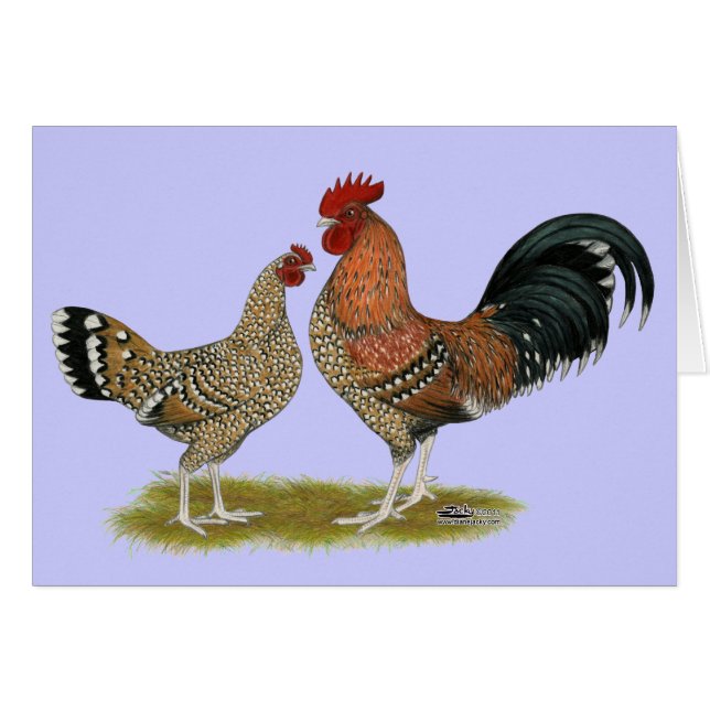 Tournaisis Bantams (Front Horizontal)