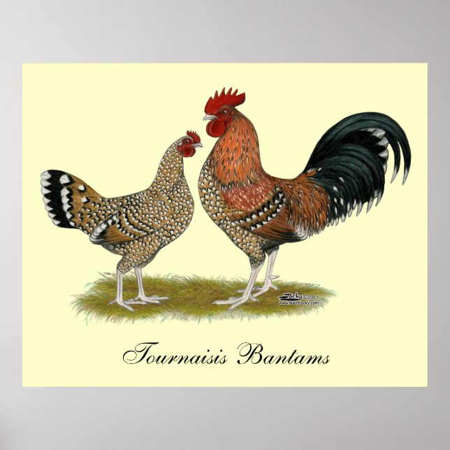 Tournaisis Bantams Poster (Front)