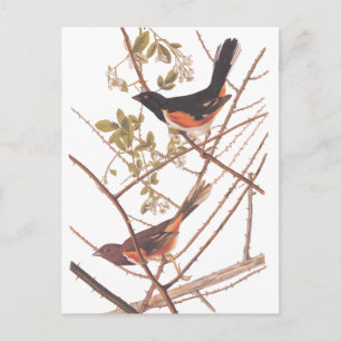 Towee Bunting Audubon Black and Orange Song Birds Postcard