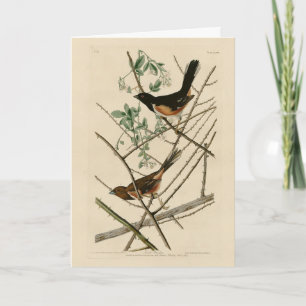 Towee Bunting (Eastern Towee) from Audubon's Birds Card