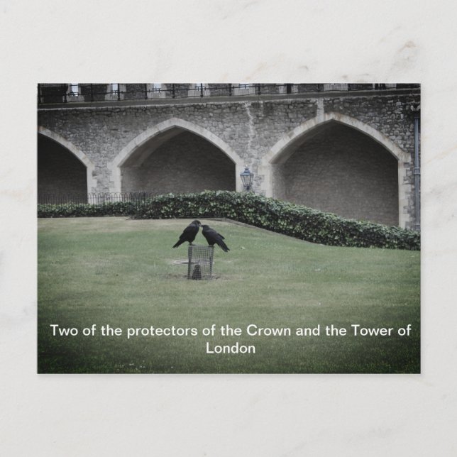 Tower of London Ravens Postcard (Front)
