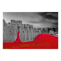 Tower Of London Red Poppies Poppy
