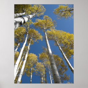 Towering Aspens (5) Poster