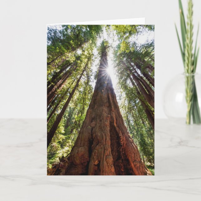 Towering Redwoods Card (Front)