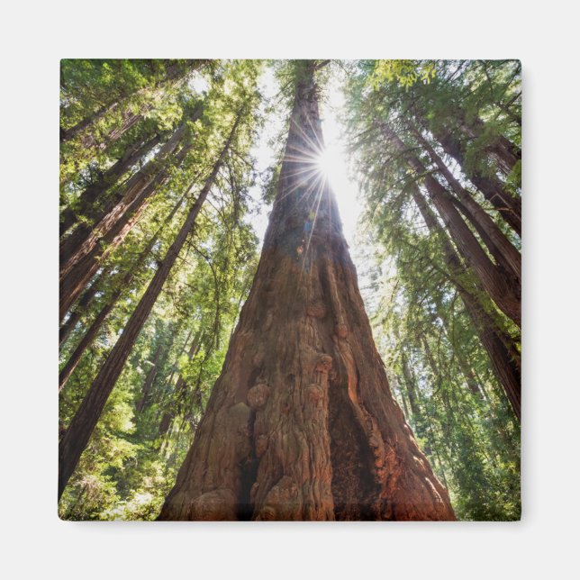 Towering Redwoods Magnet (Front)