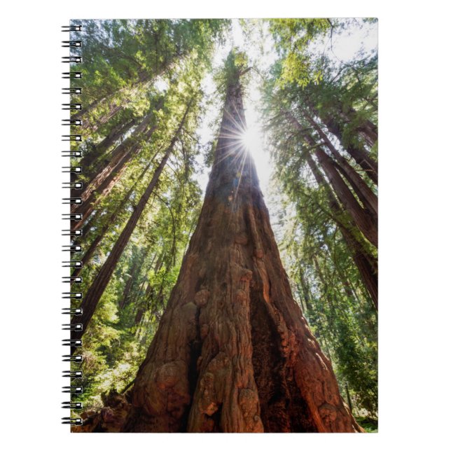 Towering Redwoods Notebook (Front)